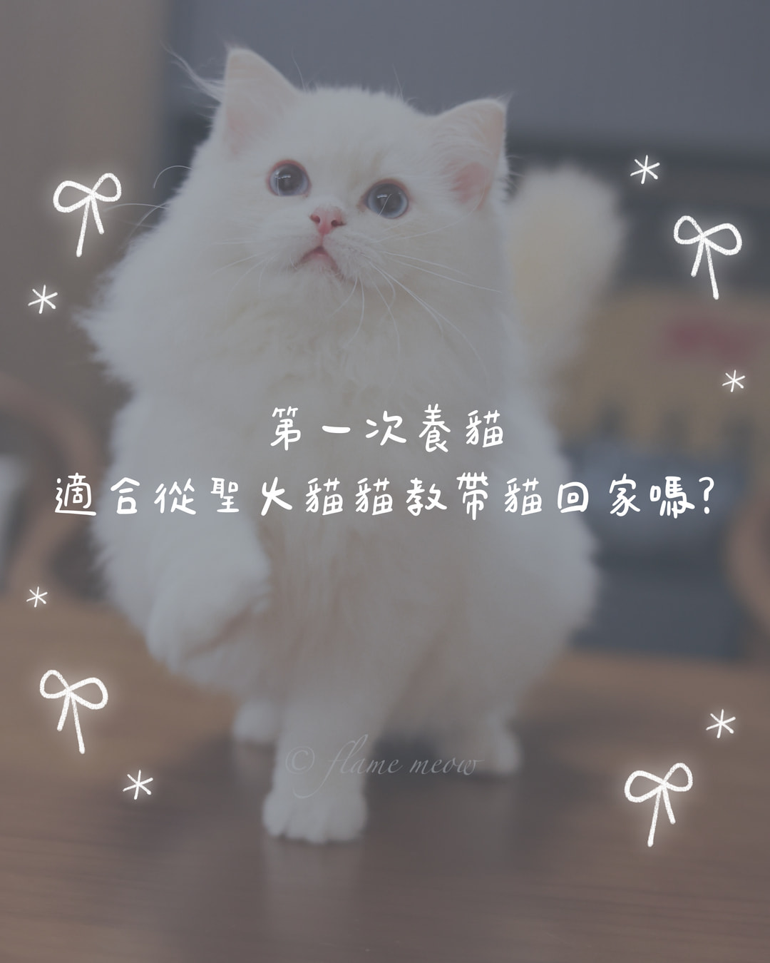 第一次養貓，適合從聖火貓貓教帶貓回家嗎？