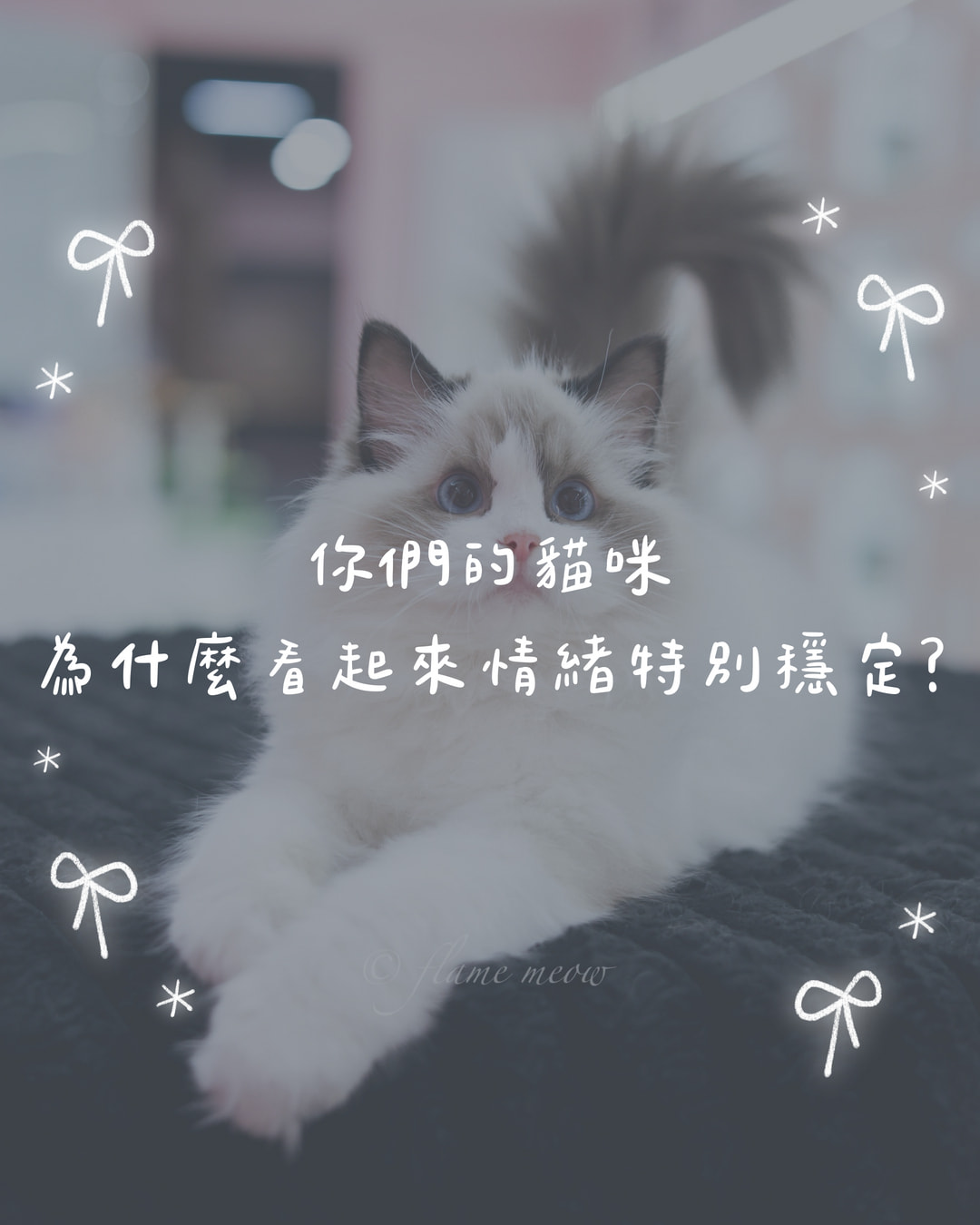 你們的貓咪為什麼看起來情緒特別穩定？