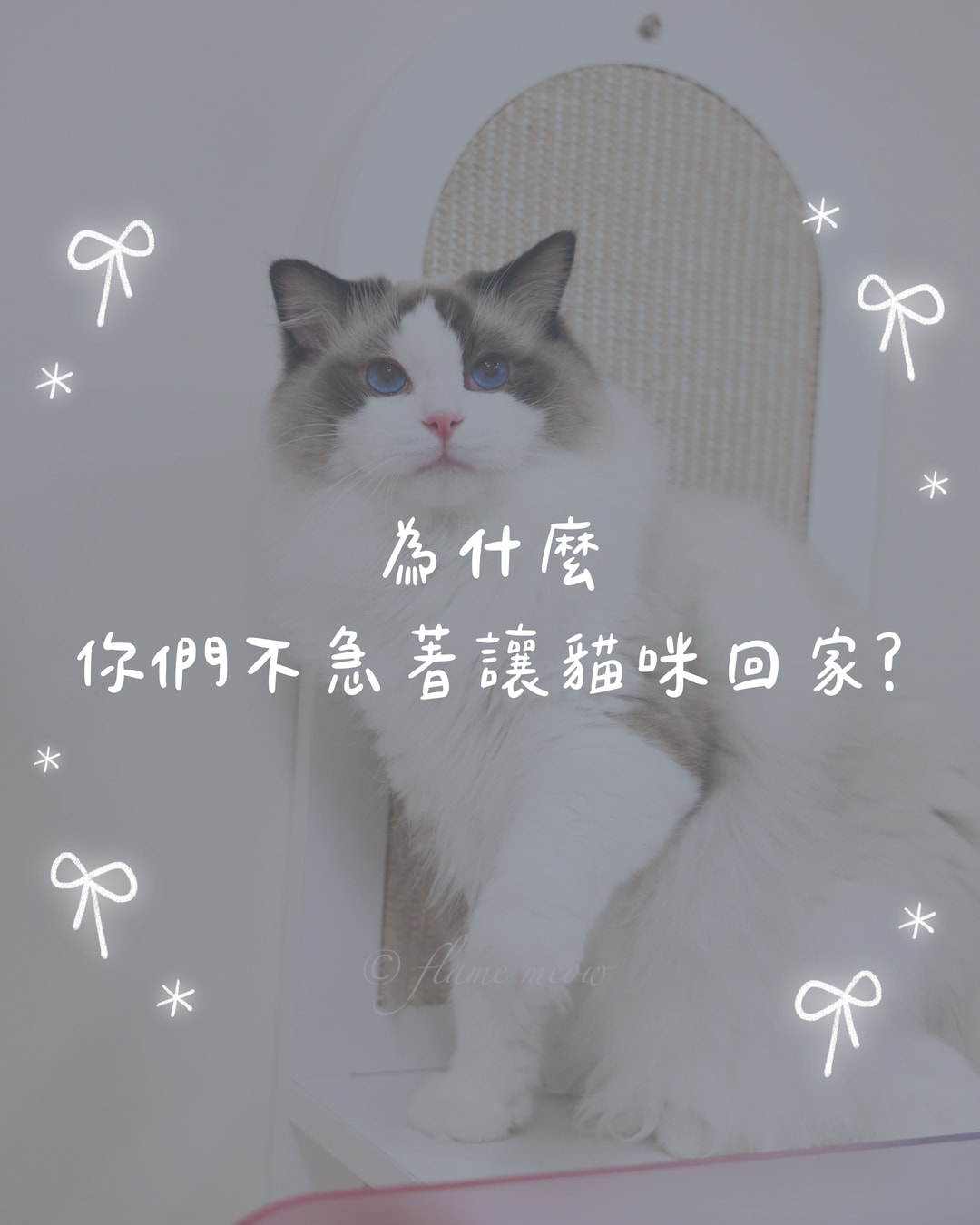 為什麼你們不急著讓貓咪回家？