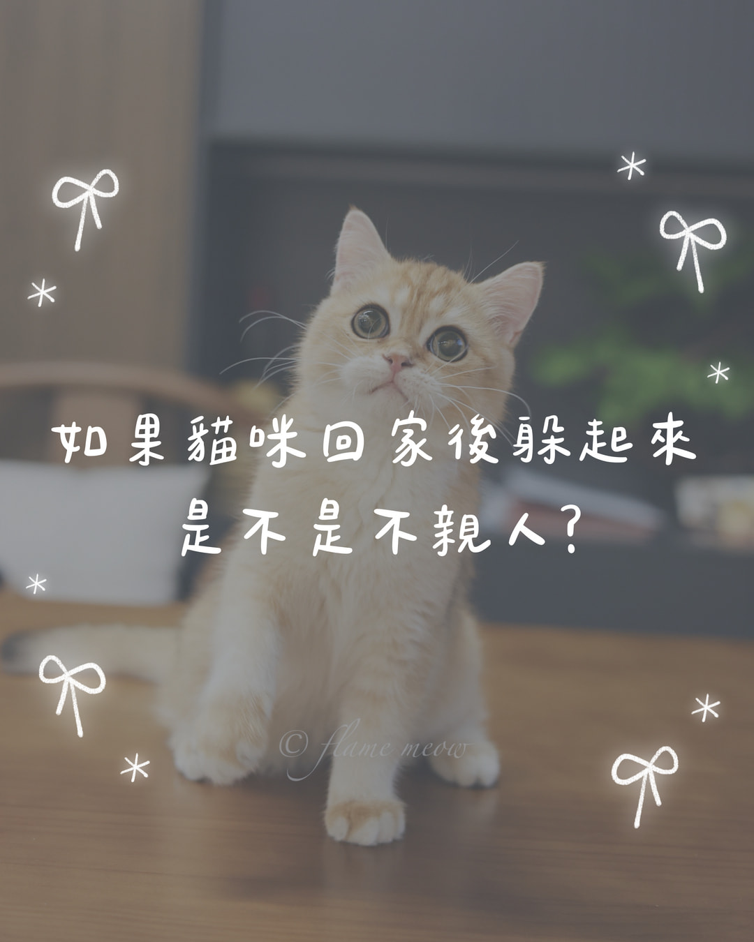 如果貓咪回家後躲起來，是不是不親人？