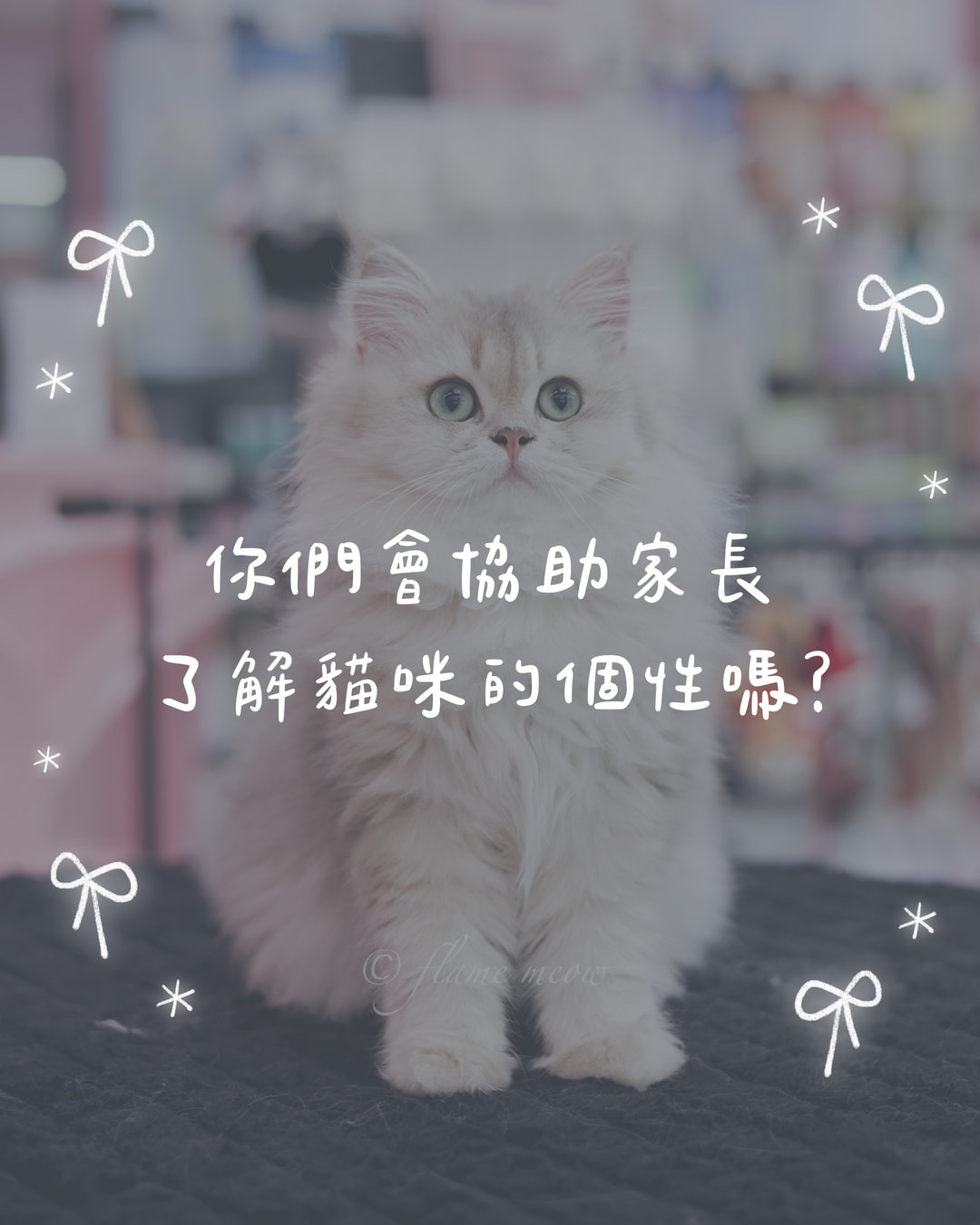 你們會協助家長了解貓咪的個性嗎？