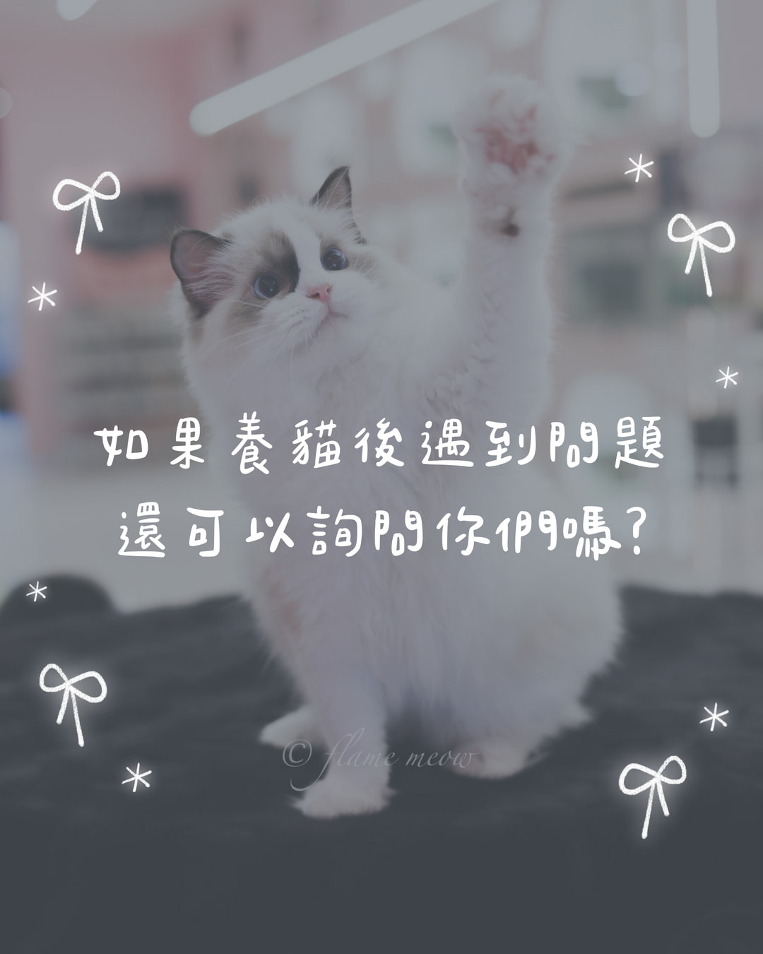 如果養貓後遇到問題，還可以詢問你們嗎？