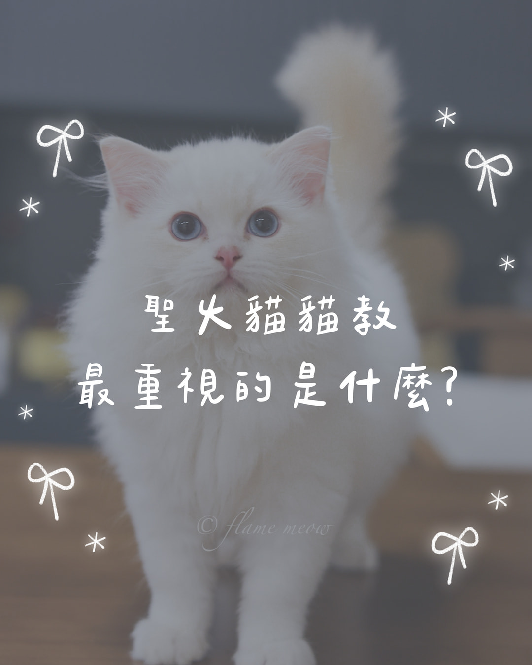 聖火貓貓教最重視的是什麼？